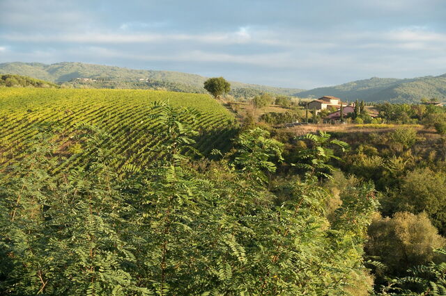Vignobles de Toscane