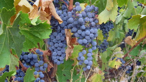 Gros plan sur un pied de vigne