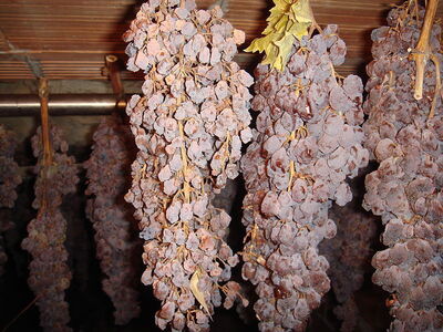 Les raisins séchés pour le Vin Santo