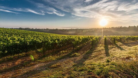Un vignoble en Toscane