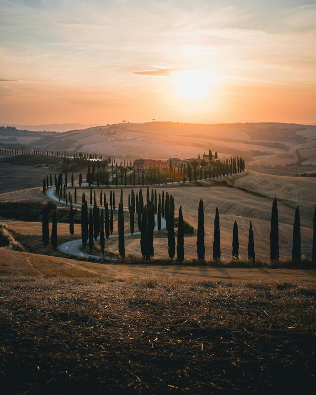 Cyprès du Val d'Orcia