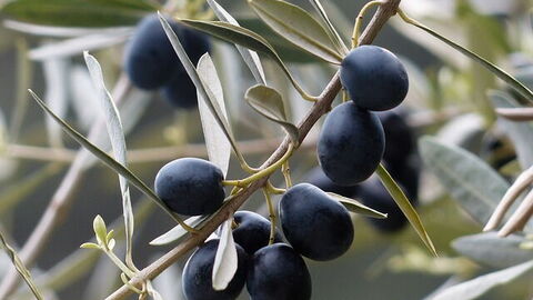 Les fameuses olives de Toscane