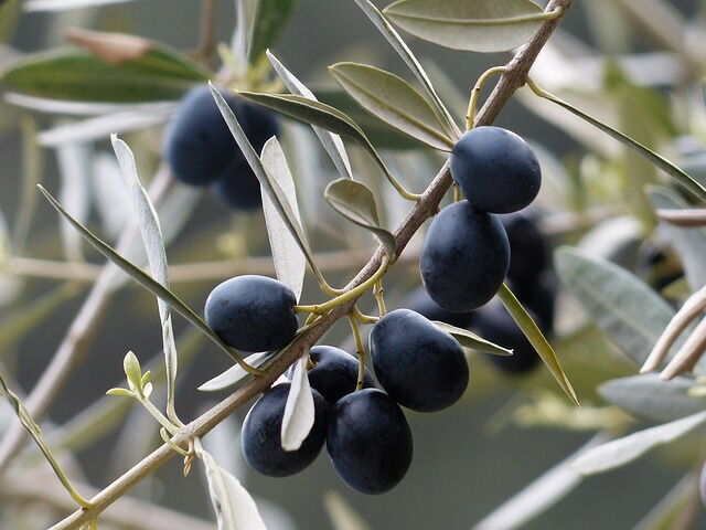 Les fameuses olives de Toscane