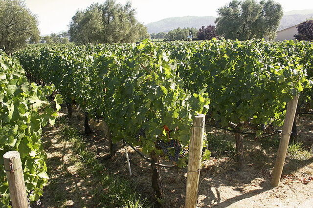 Des vignobles
