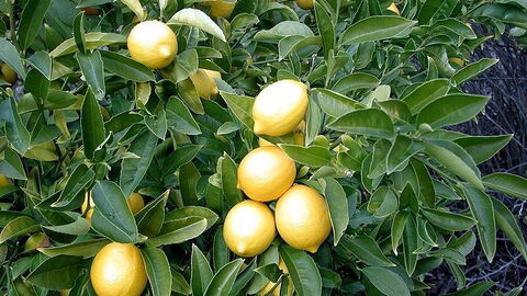 Gros plan sur la maturation d'un citronnier