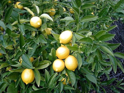 Gros plan sur la maturation d'un citronnier