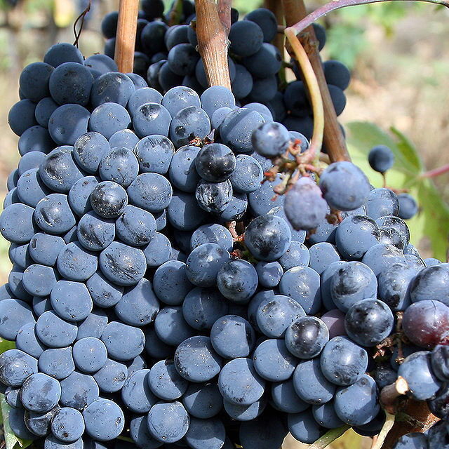 Le raisin de Sangiovese