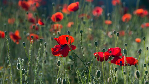 Coquelicots