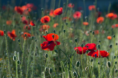 Coquelicots