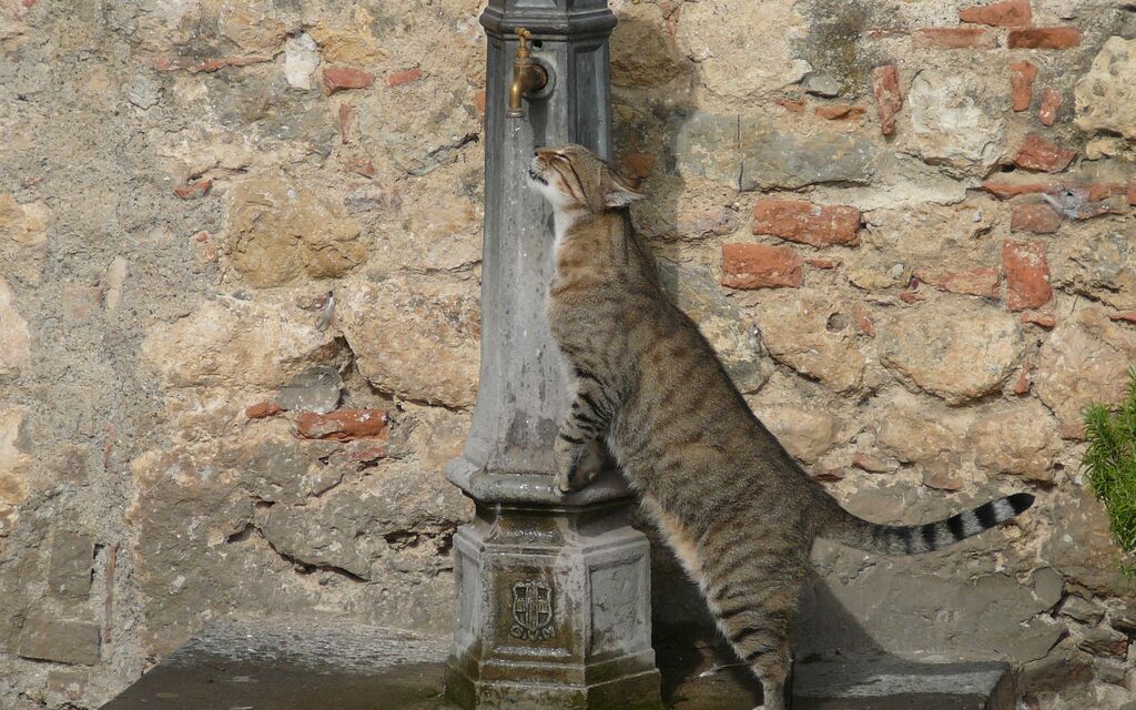 Kitty in Monteriggioni