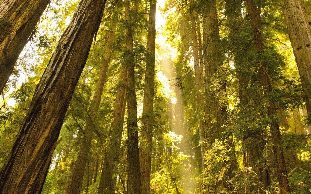 Sunlight through the Redwoods in Muir Woods, CA