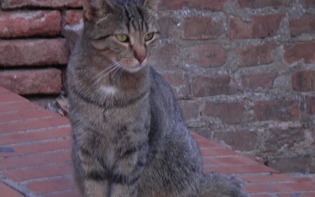 The mannequin in Certaldo