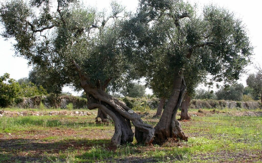Natural art