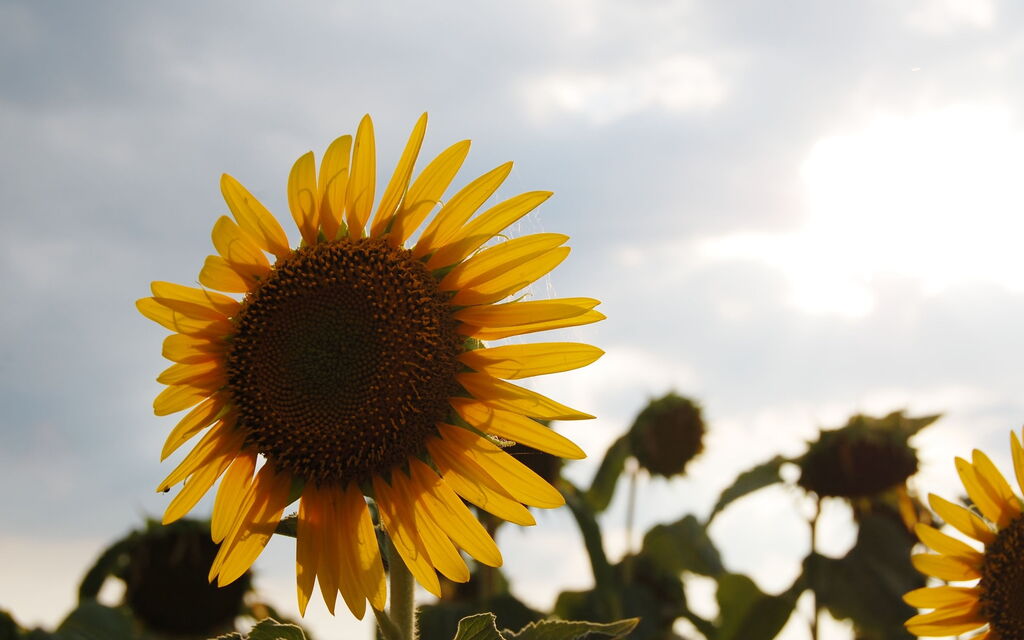 Tuscan Sunflower