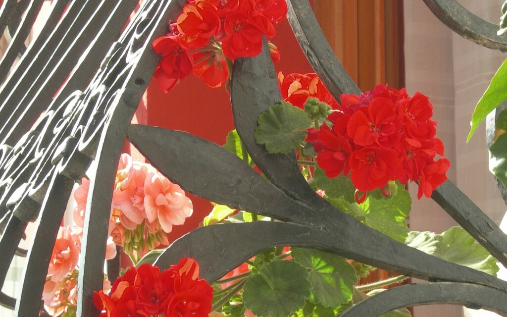 finestra fiorita
