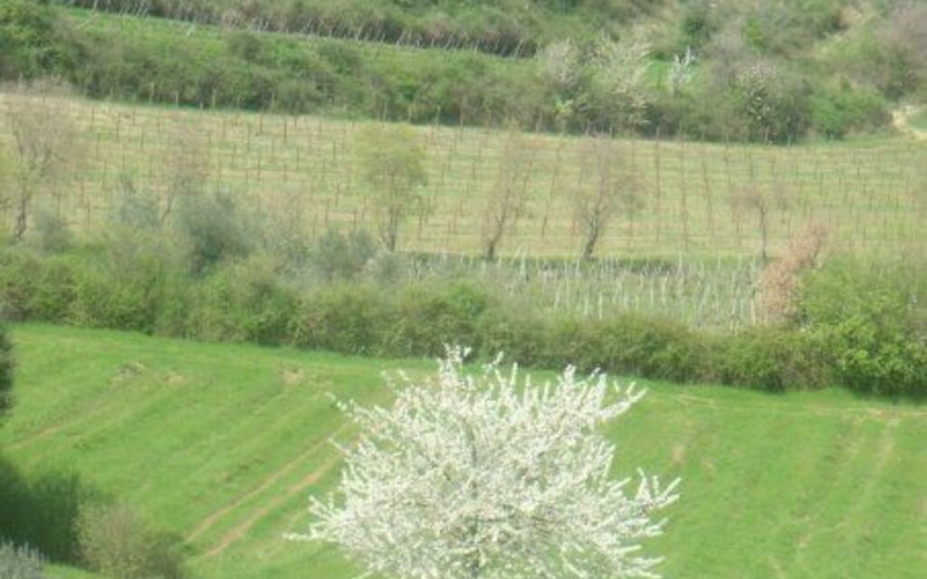 Verde in Toscana