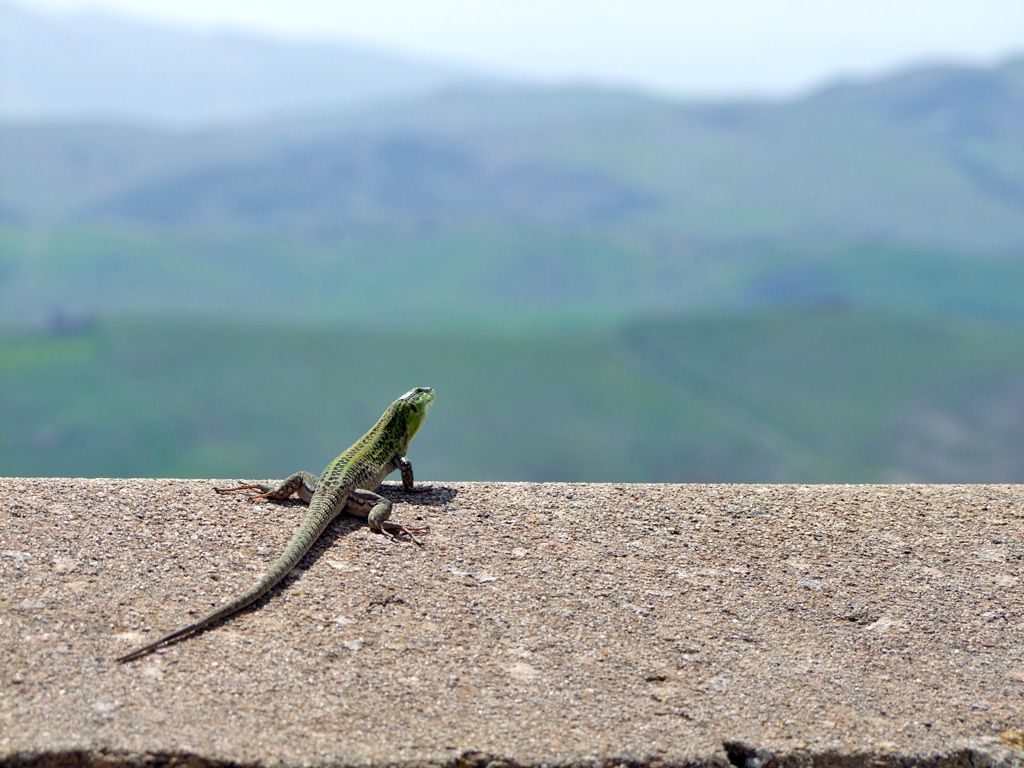 Belvedere con lucertola
