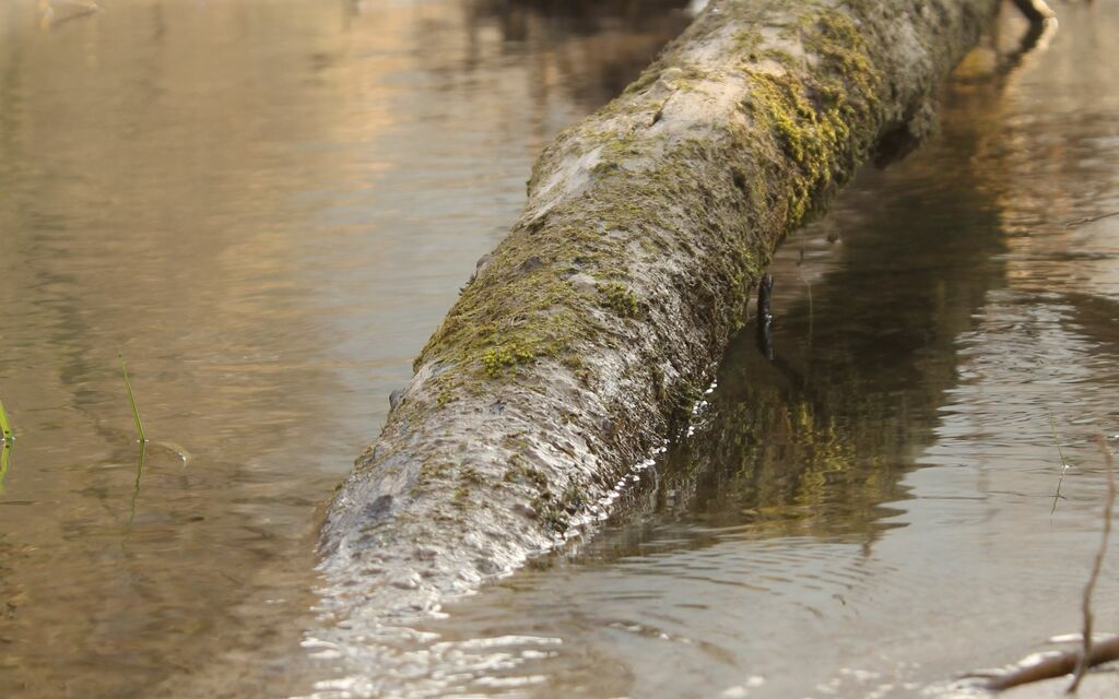 Ramo immerso nel fiume aniene