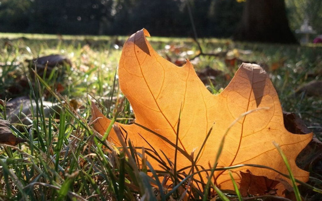 sunlight thru the leaf
