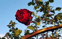 Photos éffectuées par les clients de La Casina del Bosco