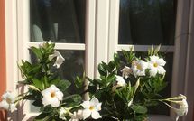 Photos éffectuées par les clients de Uva