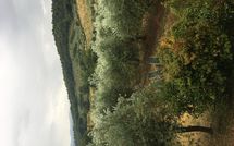 Photos éffectuées par les clients de Montescalari