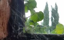 Photos éffectuées par les clients de Tara