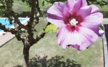 Photos éffectuées par les clients de Villa Il Cedro