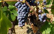 Photos éffectuées par les clients de Villa della Nave