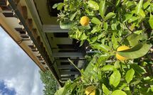 Photos éffectuées par les clients de Vinci 980