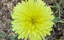 Photos éffectuées par les clients de Selva degli Ulivi