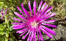 Photos éffectuées par les clients de Selva degli Ulivi