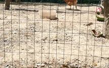 Photos éffectuées par les clients de Pagliazzone