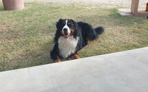 Photos éffectuées par les clients de La Casetta nel Bosco