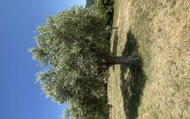 Photos éffectuées par les clients de Villa San Martino