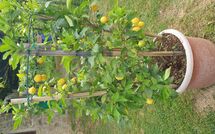 Photos éffectuées par les clients de Batticapo di Ilaria