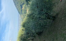 Photos éffectuées par les clients de Villa Mastiano