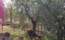 Photos éffectuées par les clients de San Romolo