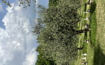 Photos éffectuées par les clients de Podere la Torre