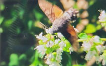 Photos éffectuées par les clients de Casale Fonte