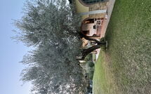 Photos éffectuées par les clients de Villa Il Cipresso