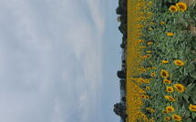 Photos éffectuées par les clients de Il Viaggiolo