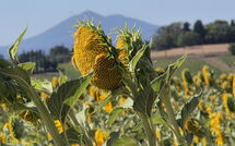 Photos éffectuées par les clients de Fattoria le Chianacce