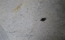 Photos éffectuées par les clients de Villa Scaletta