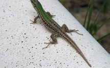 Photos éffectuées par les clients de Casa Cervognano