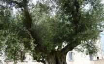 Photos éffectuées par les clients de Paradiso