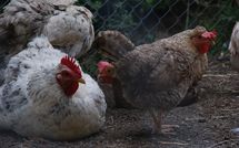 Photos éffectuées par les clients de Casa Ivan