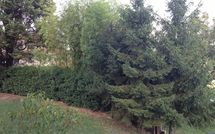 Photos éffectuées par les clients de Civetta