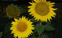 Photos éffectuées par les clients de Villa San Fabiano