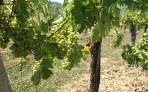 Photos éffectuées par les clients de Fattoria di Quercia al Poggio